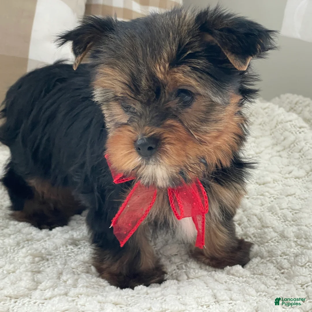 Yorkshire Terrier dogs for sale: Frisby - Ad 9