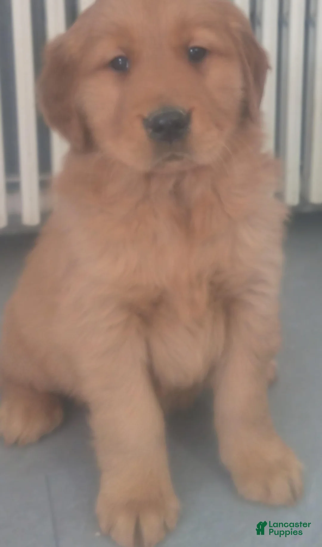 Golden Retriever dogs for sale: Tucker – “I’ll follow you anywhere.” - Ad 3