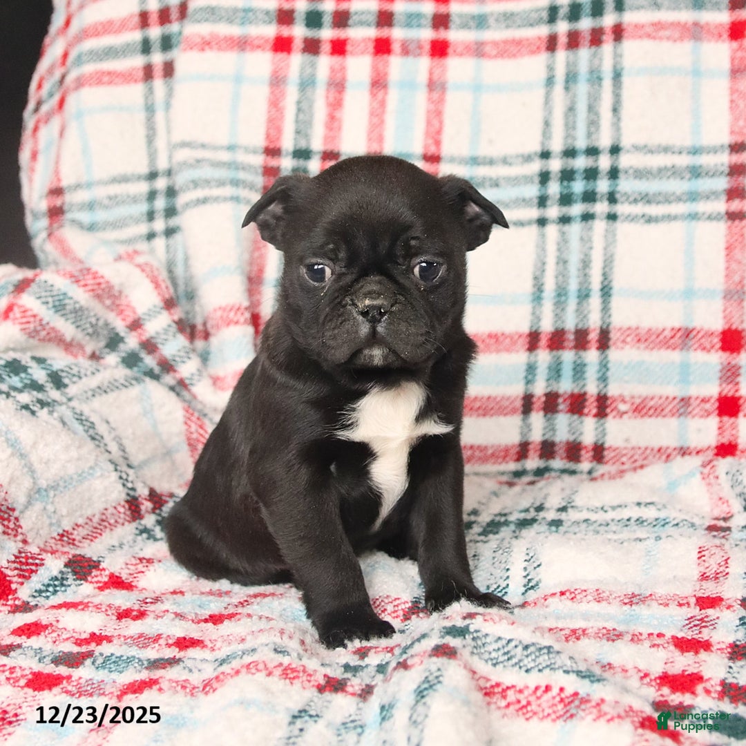 Mixed Breed dogs for sale: Happy - Ad 4