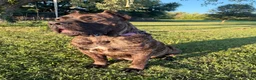 Cane Corso dogs for sale: light blue - Ad 4