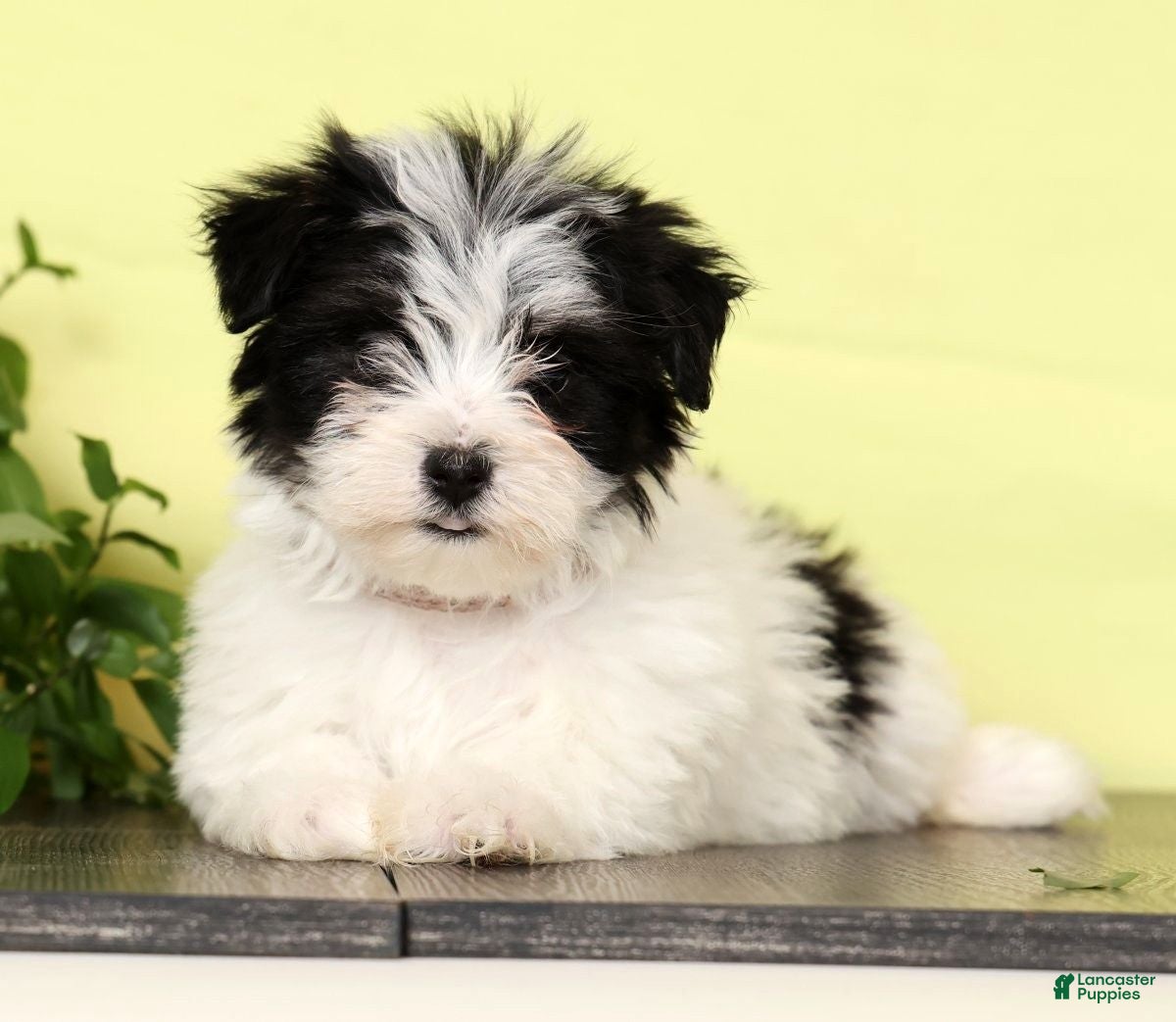Morkie dogs Daisy - Ad 2