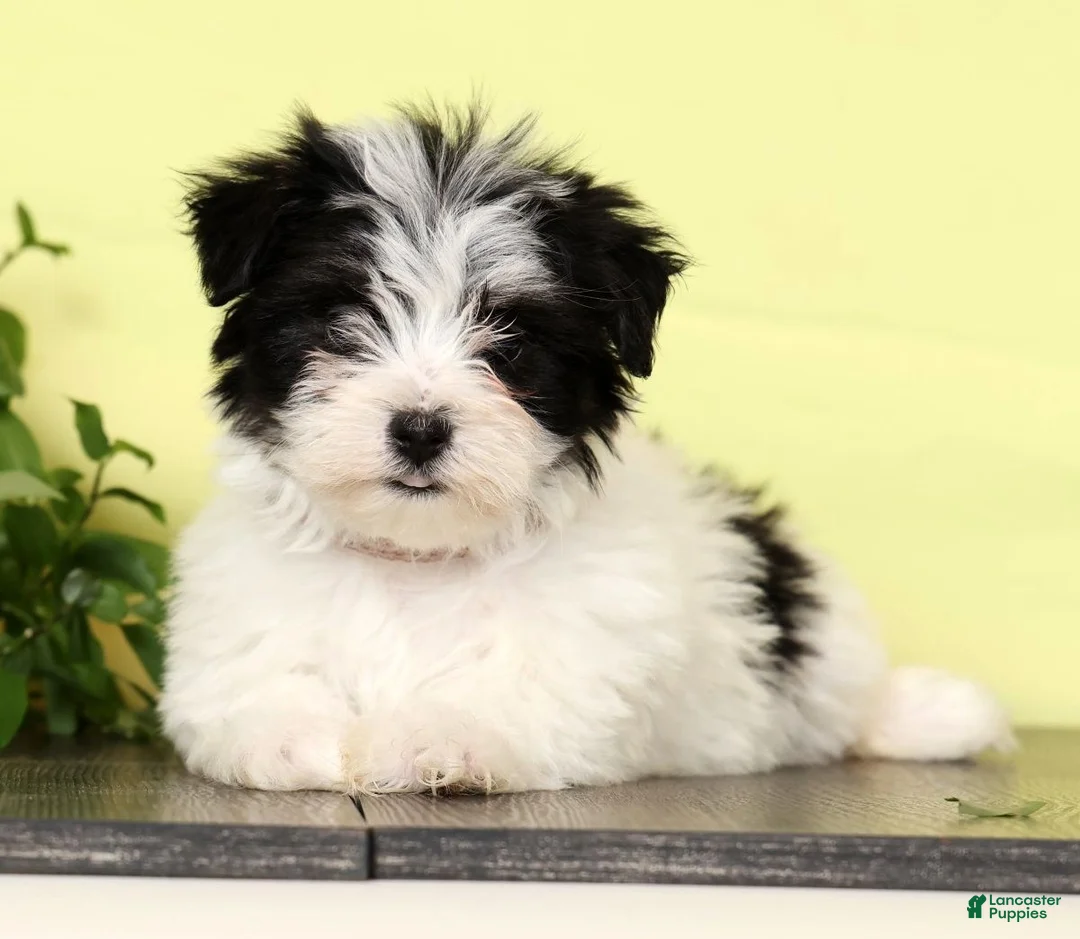 Morkie dogs for sale: Daisy - Ad 2