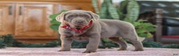 Labrador Retriever dogs for sale: Rudulf - Ad 5