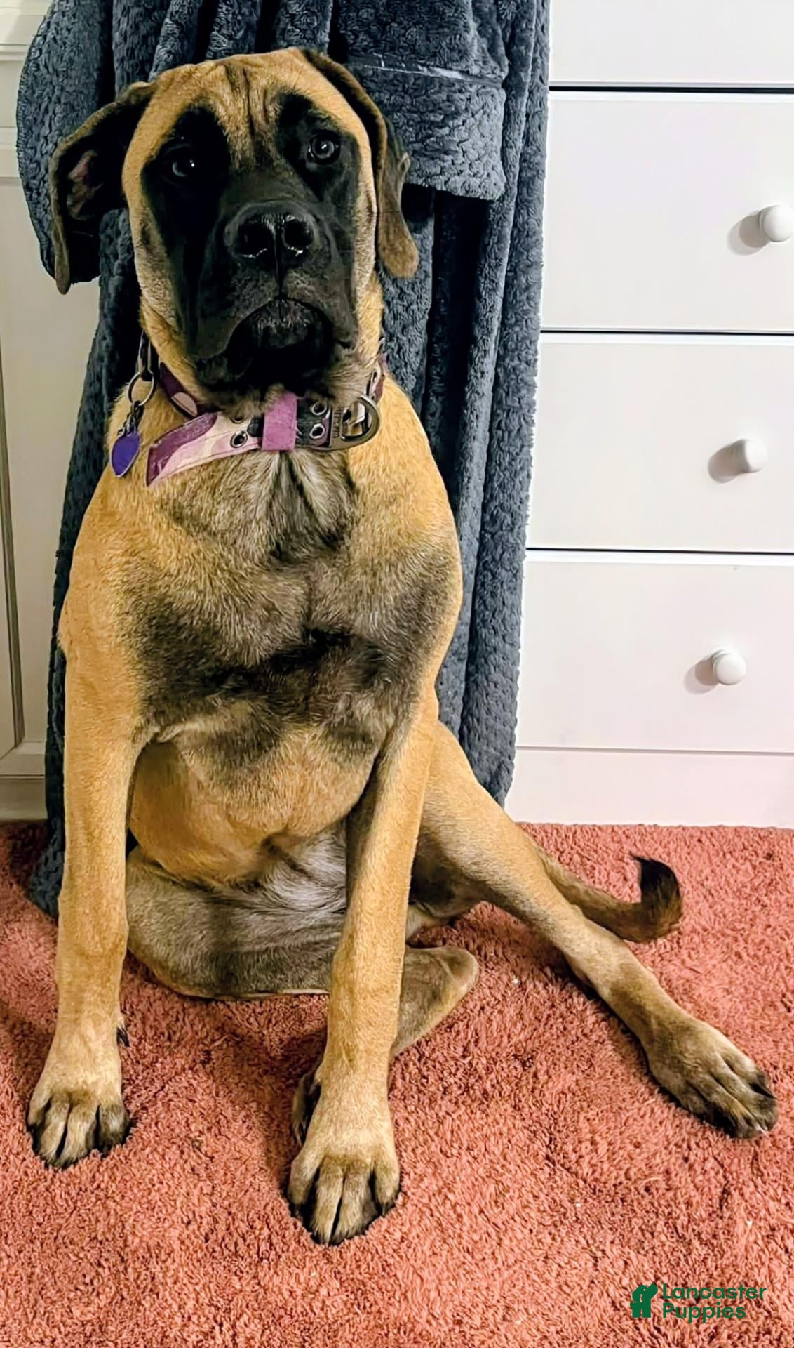 Mixed Breed dogs Mixed Breed 1 - Ad 2