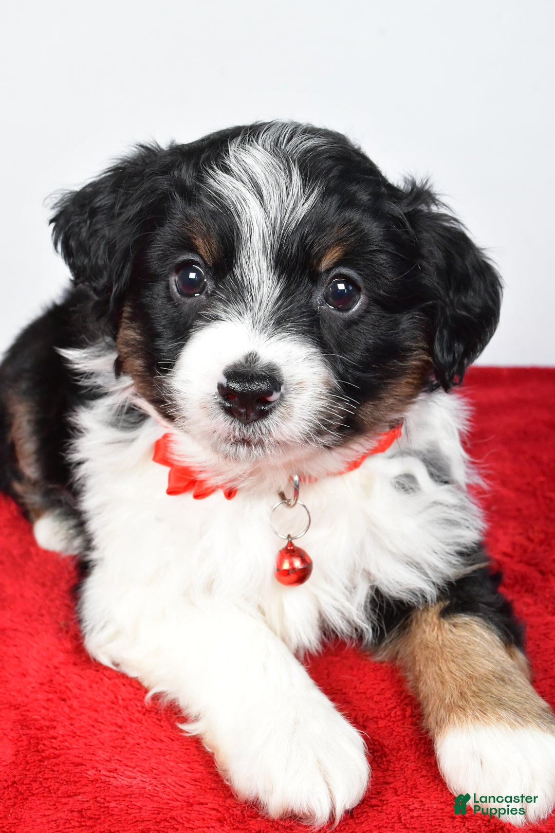 Mini Aussiedoodle dogs for sale: Sabrina - Ad 8