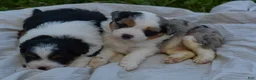 Aussiedoodle dogs for sale: Cherry - Ad 9