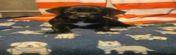 Border Collie dogs for sale: Charley (Blueish Eyes) - Ad 1