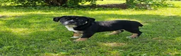 Mixed Breed dogs for sale: SALE! Dynamo - Ad 3