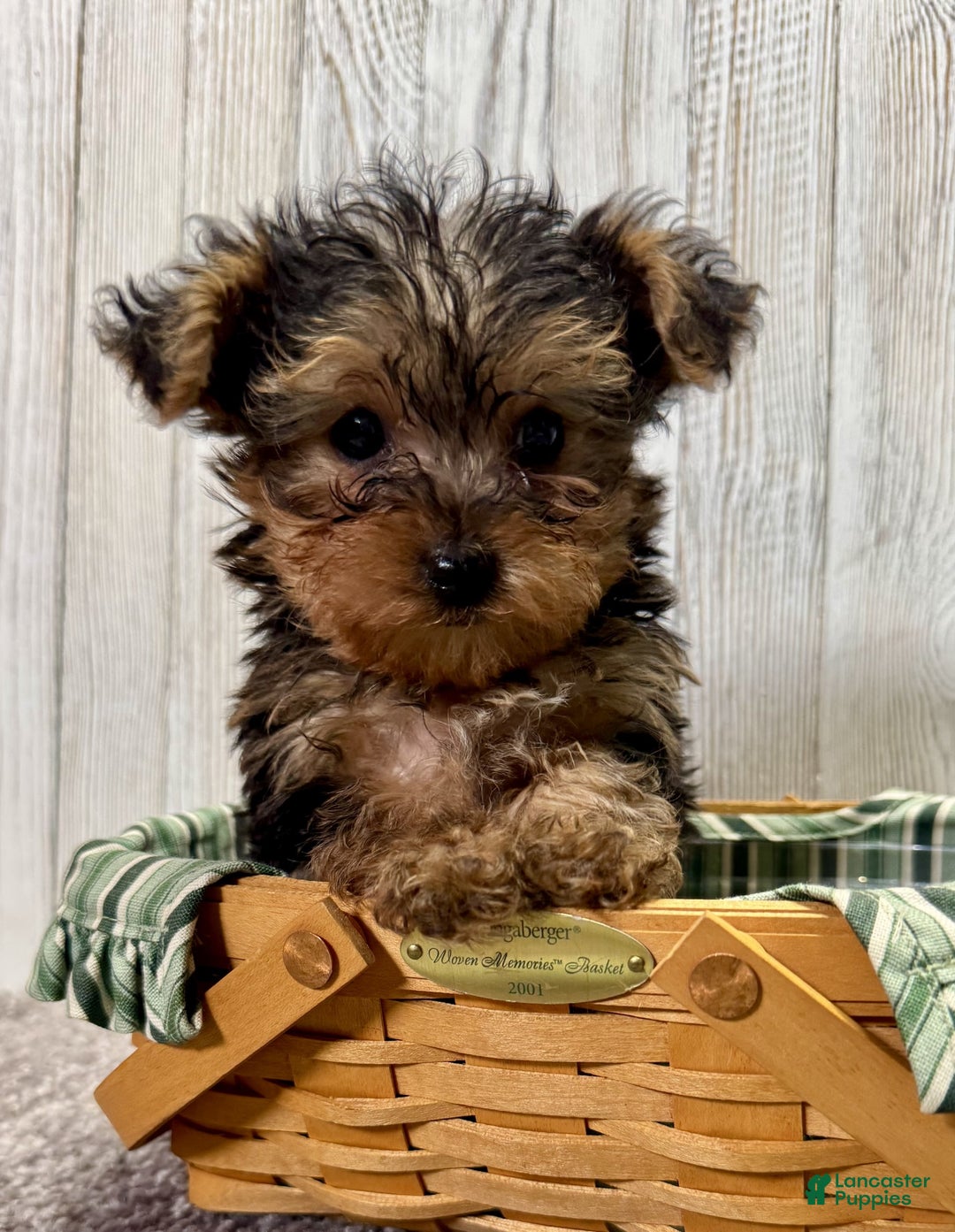 Yorkiepoo dogs for sale: Tucker - Ad 10