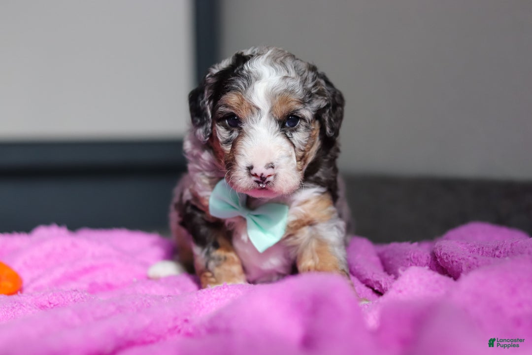 Mini Bernedoodle dogs for sale: Jordon - Ad 3