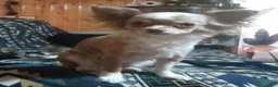 Chihuahua dogs for sale: Little Joe - Ad 4
