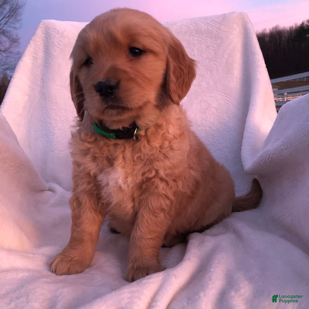 Golden Retriever dogs for sale: Rina - Ad 1