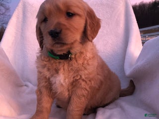 Golden Retriever dogs Rina - Ad 40