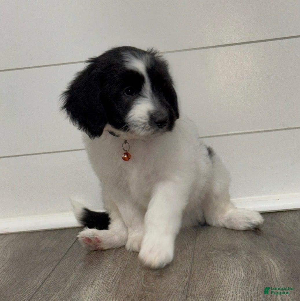 Aussiedoodle dogs for sale: Moana - Ad 24