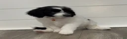 Aussiedoodle dogs for sale: Moana - Ad 1