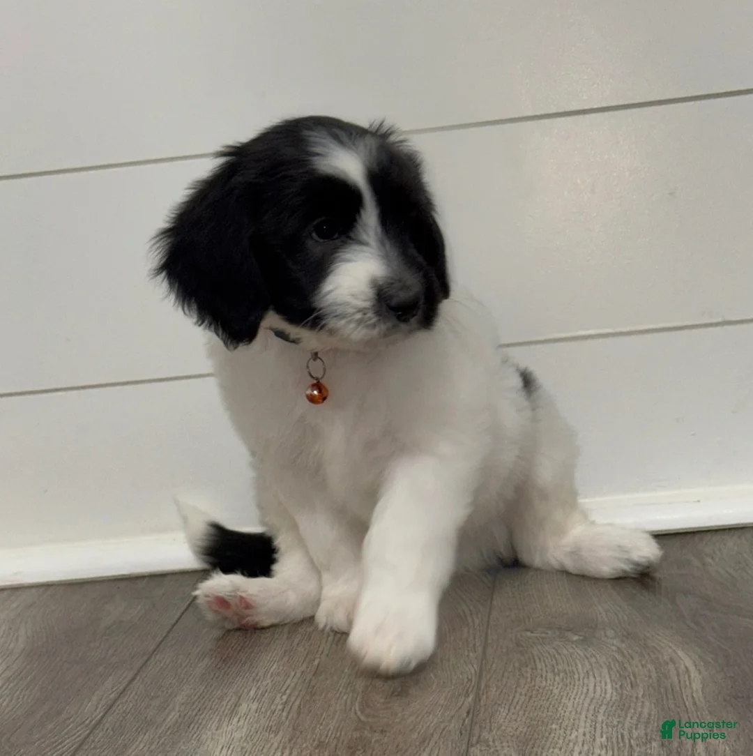 Aussiedoodle dogs for sale: Moana - Ad 1