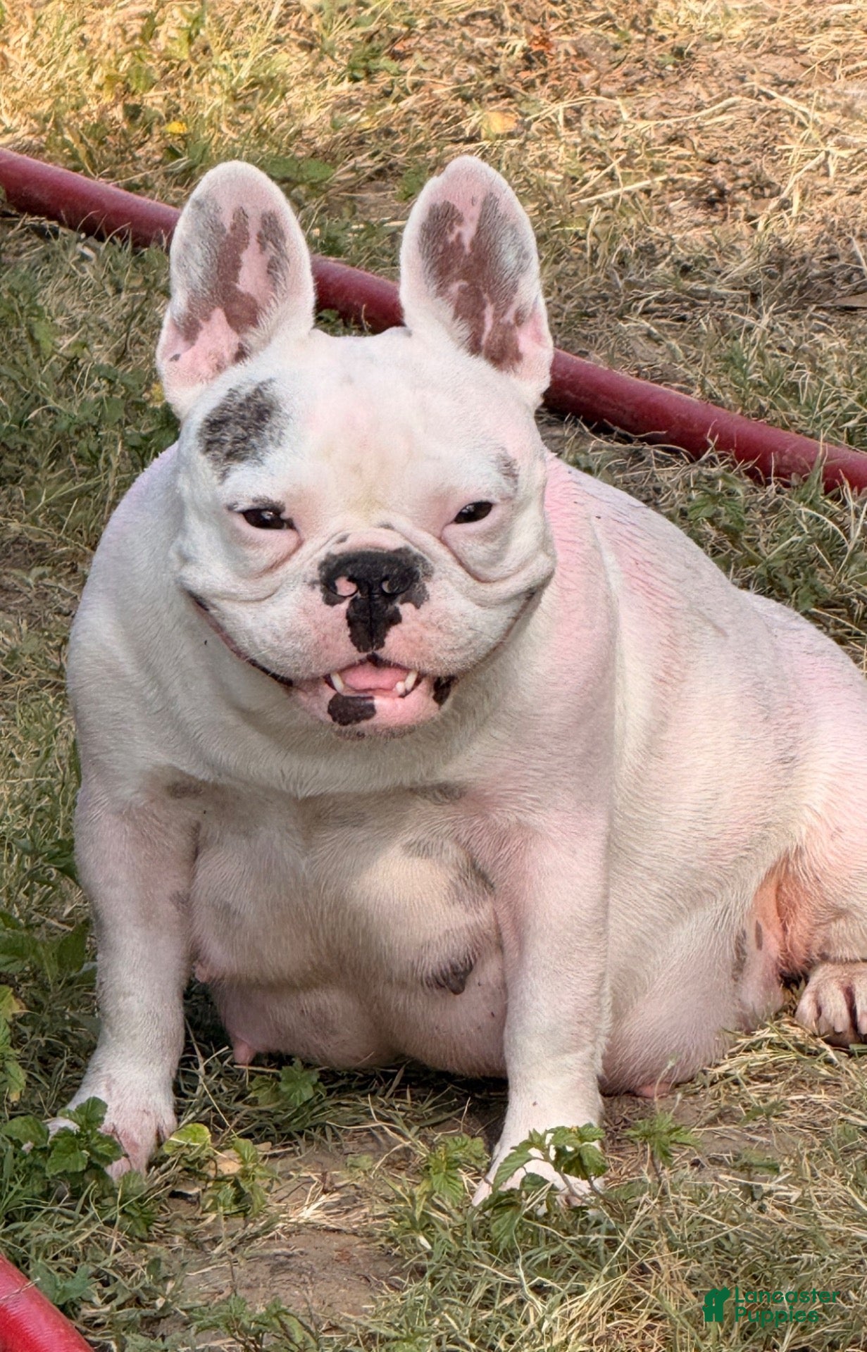 French Bulldog dogs French Bulldog 1 - Ad 2