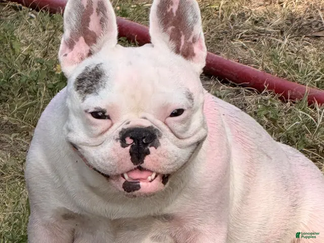 French Bulldog dogs for sale: French Bulldog 2 - Ad 2