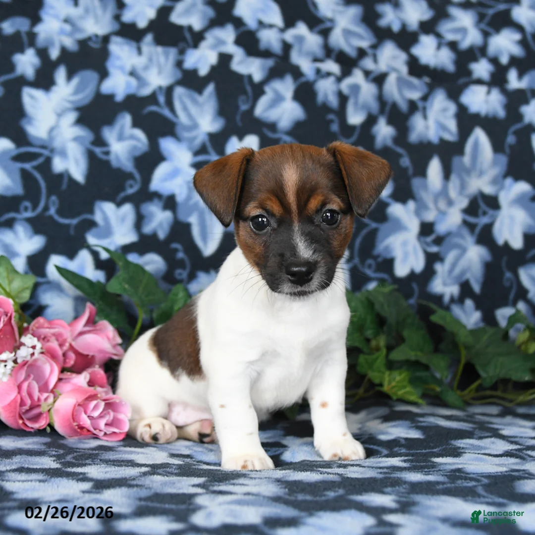 Jack Russell Terrier dogs for sale: Ashley - Ad 1