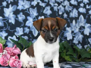 Jack Russell Terrier dogs for sale: Ashley - Ad 3