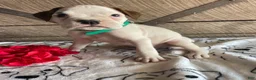 Boxer dogs for sale: Tyson - Ad 3