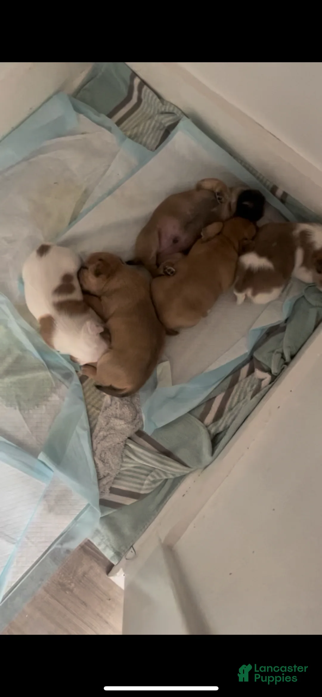 Mixed Breed dogs for sale: Mixed Breed Puppy 3 - Ad 3