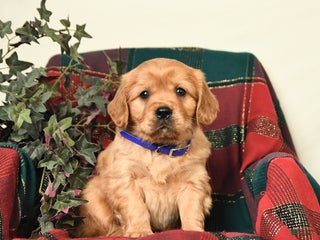 Miniature Golden Retriever dogs Teddy - Ad 29