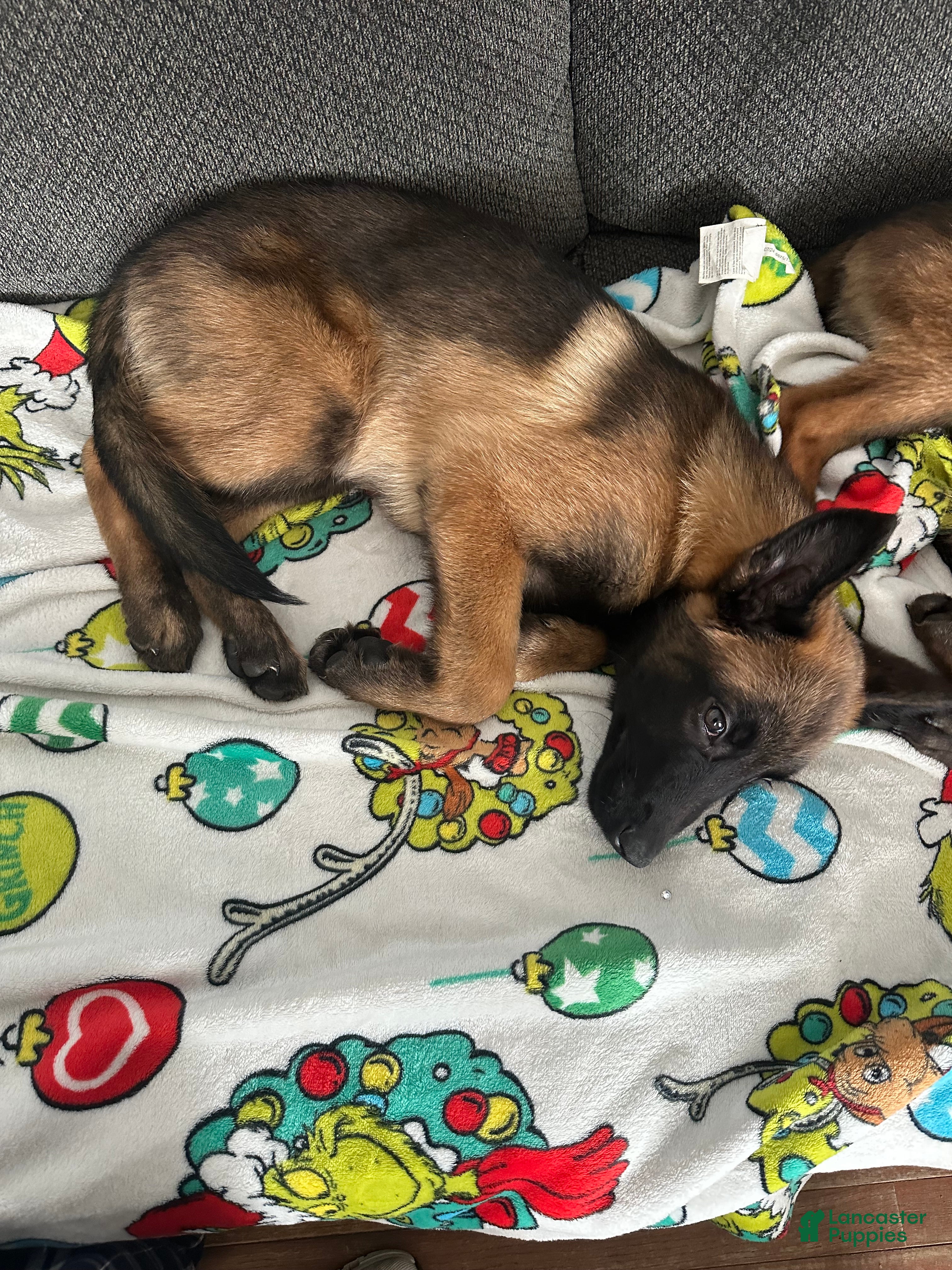 Belgian Malinois dogs Belgian Malinois female Bella  - Ad 1