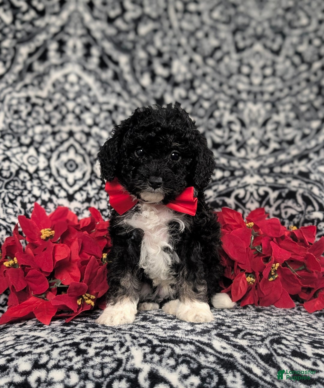 Mini Bernedoodle dogs for sale: Abram Hypoallergenic - Ad 2