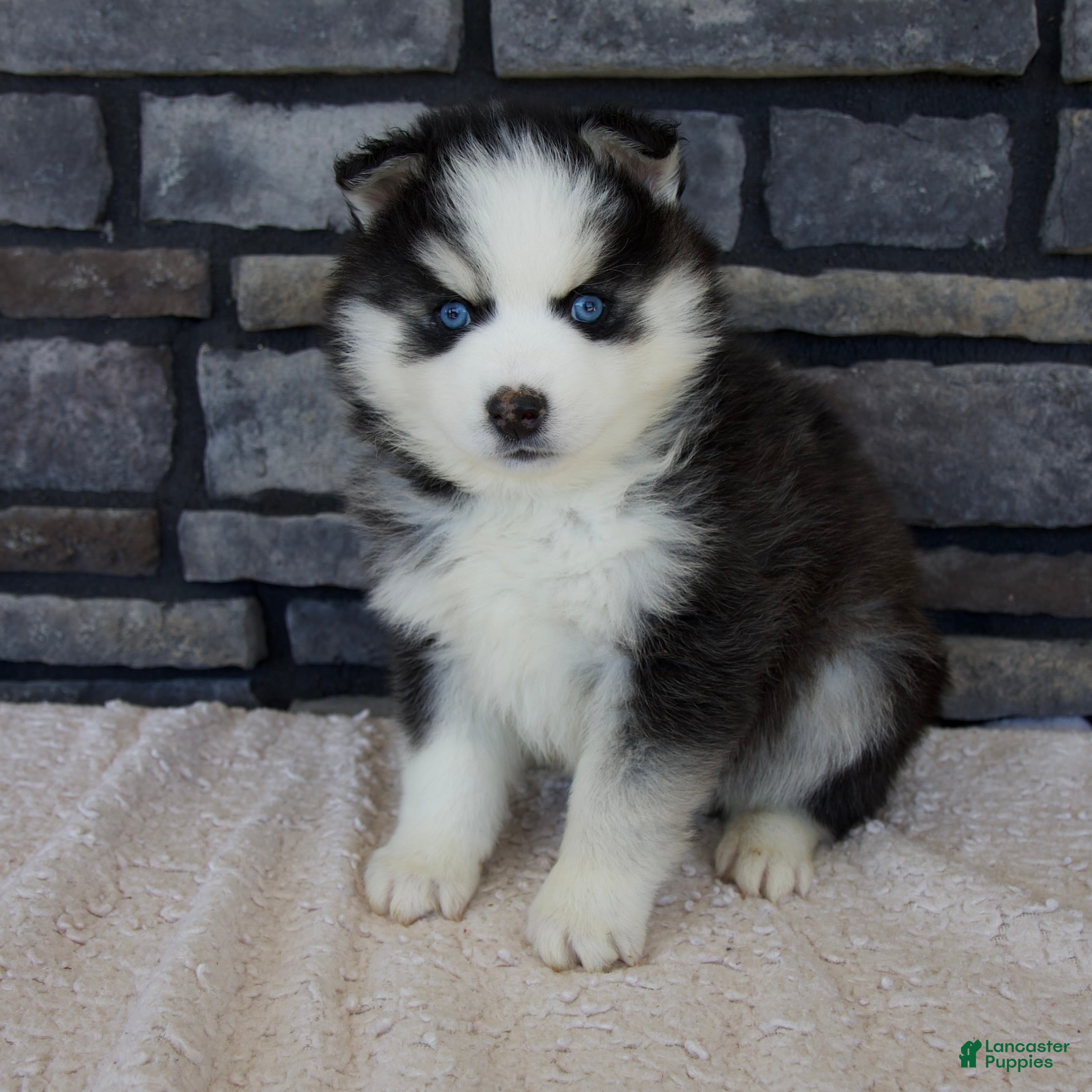 Pomsky dogs Remi - Ad 1