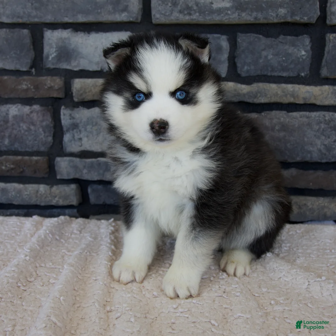 Pomsky dogs for sale: Remi - Ad 1