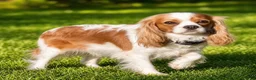 Cavapoo dogs for sale: Baxter - Ad 7