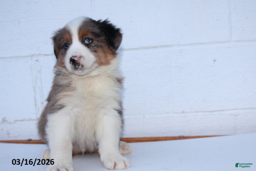 Australian Shepherd dogs Rover - Ad 2