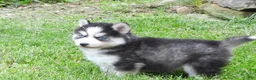 Pomsky dogs for sale: Dokato - Ad 4