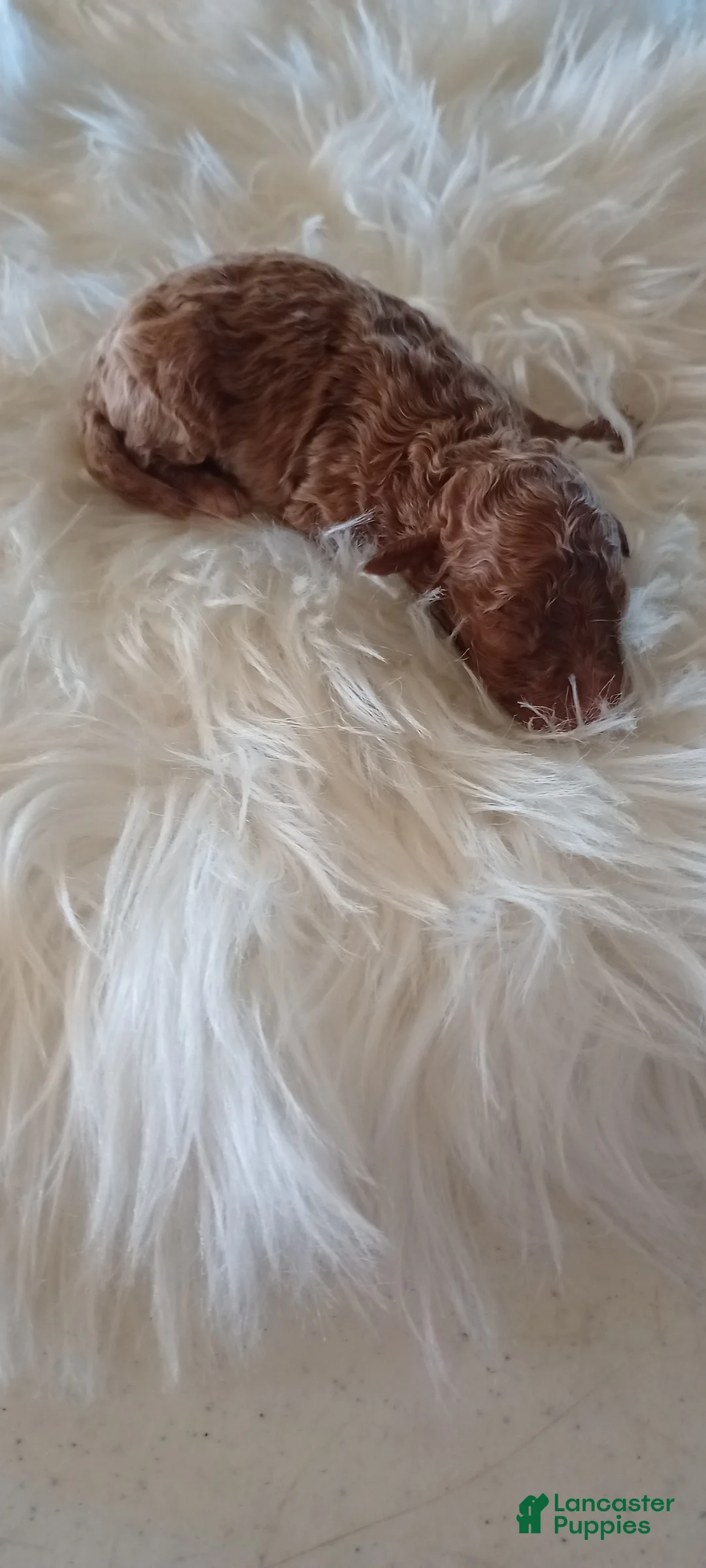 Mini Goldendoodle dogs for sale: Mr. Lucky  - Ad 2