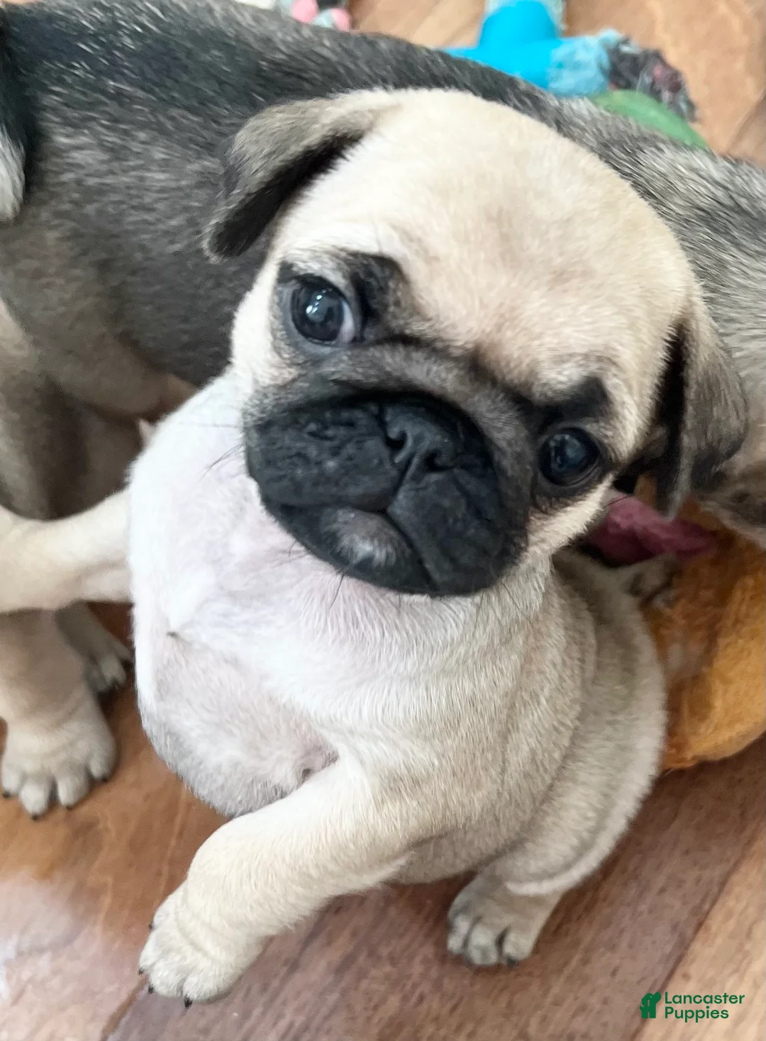 Pug dogs for sale: Pug Puppy 5 - Ad 2