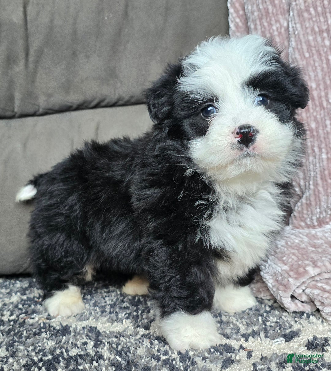 Mini Bernedoodle dogs for sale: Mini Boots - Ad 13