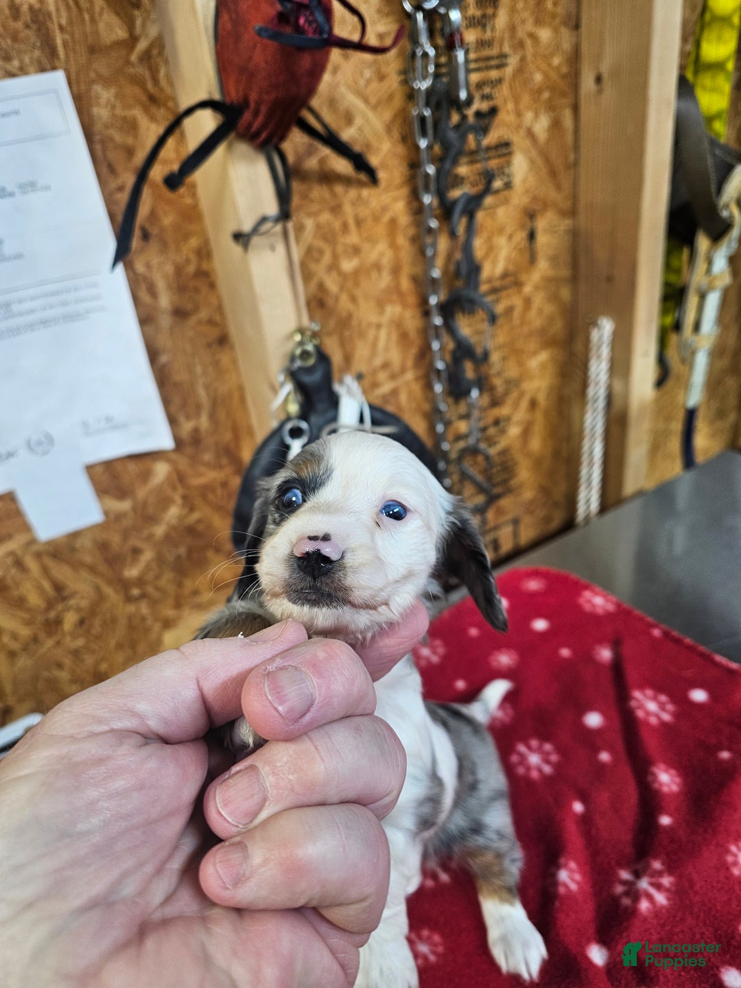 Miniature Dachshund dogs for sale: Miniature Dachshund Loki - Ad 2