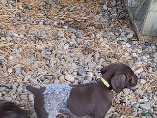 German Shorthaired Pointer dogs - Ad 37