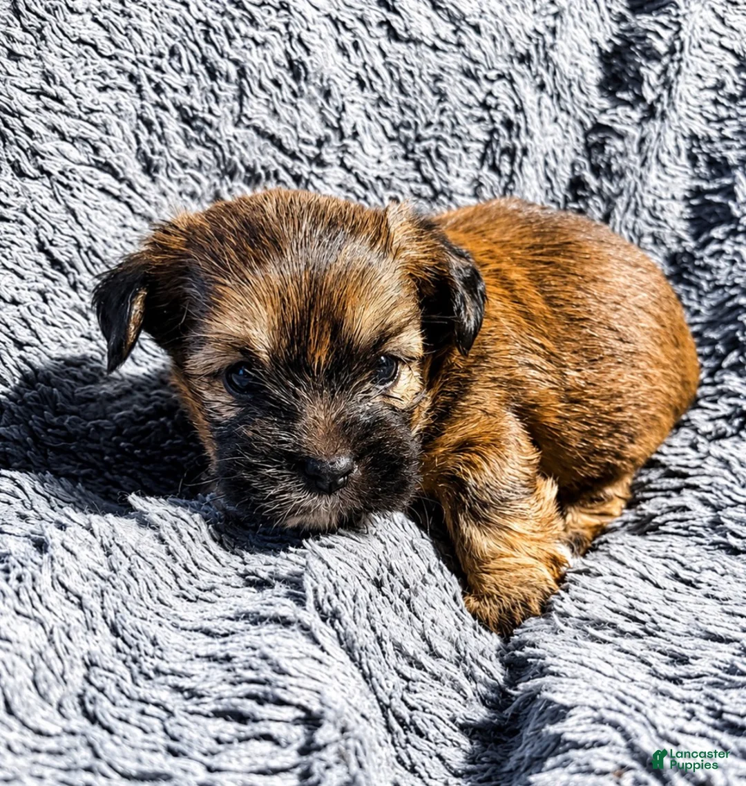 Shorkie dogs for sale: Rudy - Ad 2