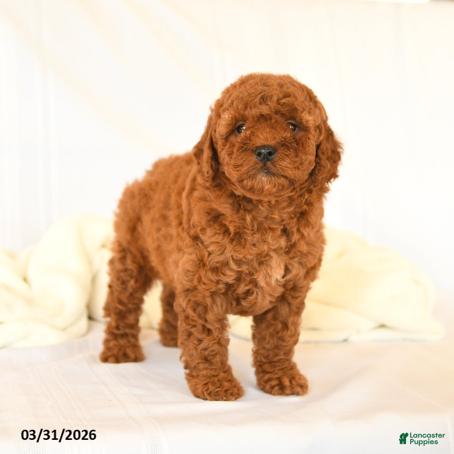 Miniature Poodle dogs Goldie - Ad 1