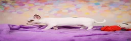 Chihuahua dogs for sale: Gus - Ad 7