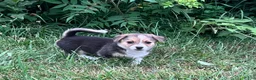 Mixed Breed dogs for sale: Spanky jr - Ad 4