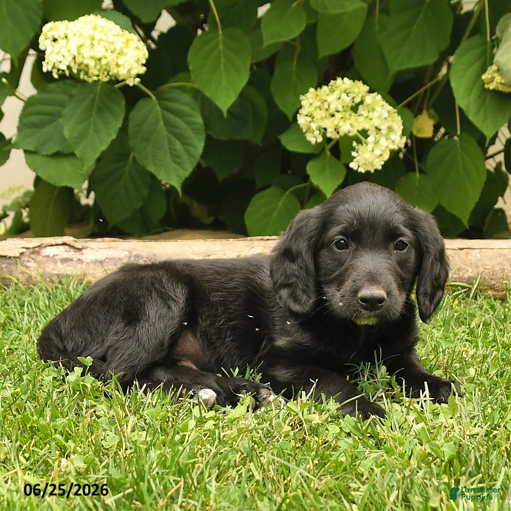Labradoodle dogs Dapper - Ad 2