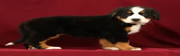 Bernese Mountain Dog dogs for sale: Jemma - Ad 3