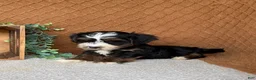 Havanese dogs for sale: Jordan  - Ad 5