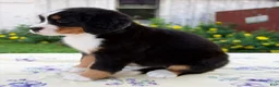 Bernese Mountain Dog dogs for sale: Samantha - Ad 5