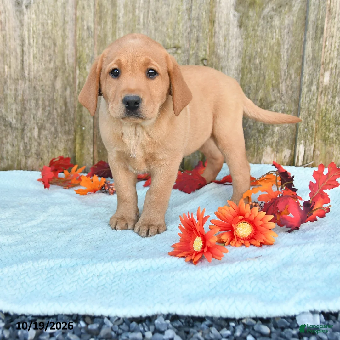 Labrador Retriever dogs for sale: Trudy - Ad 1