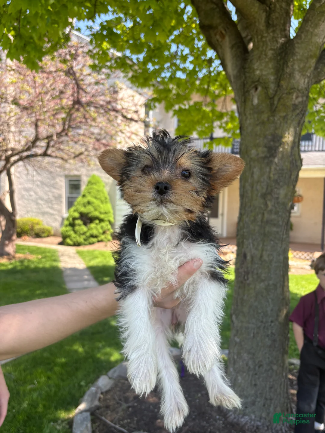 Mixed Breed dogs for sale: Gidget - Ad 4
