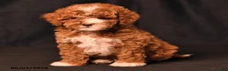 Toy Poodle dogs for sale: Dallas - Ad 4